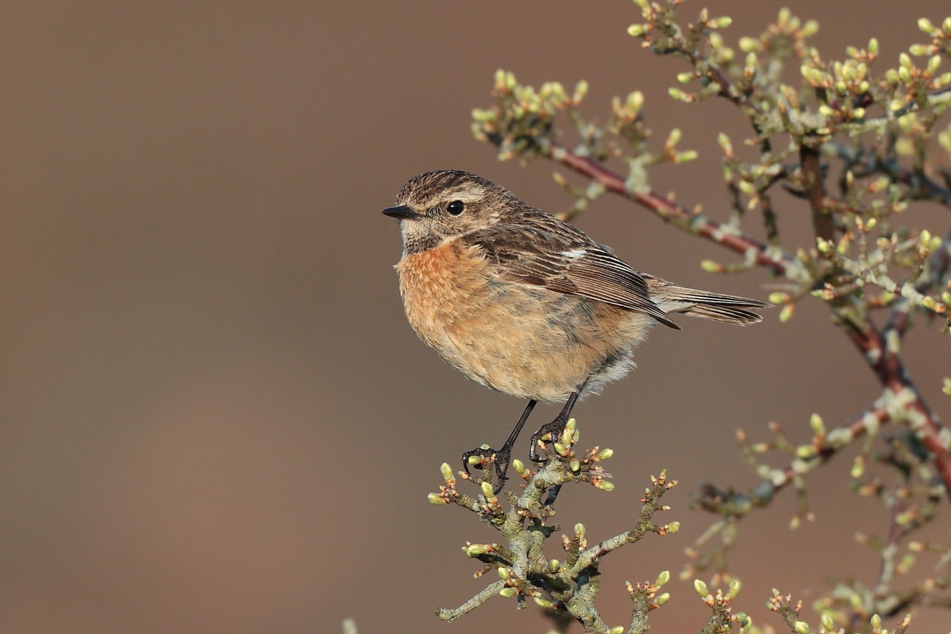 HD desktop wallpaper featuring a detailed stonechat perched on a flowering branch against a soft, blurred background.