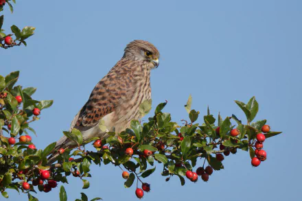 HD PC desktop wallpaper featuring a kestrel perched on a branch with red berries against a clear blue sky.