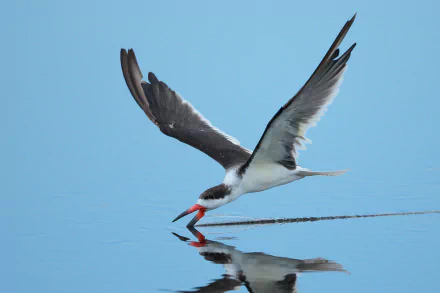Animal — Black skimmer gliding over calm blue water, lower bill skimming the surface with clear reflection; HD PC desktop wallpaper background.