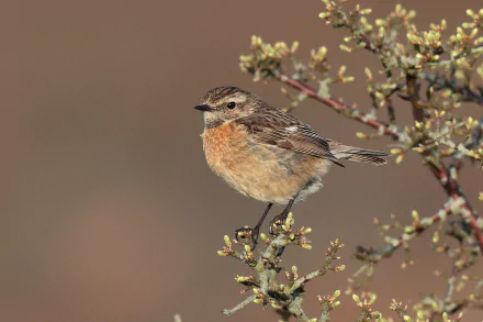 HD desktop wallpaper featuring a detailed stonechat perched on a flowering branch against a soft, blurred background.