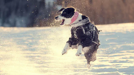 winter jump Animal dog HD Desktop Wallpaper | Background Image