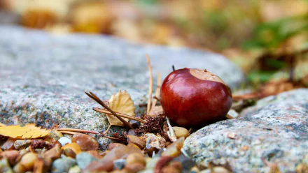 nature chestnut HD Desktop Wallpaper | Background Image