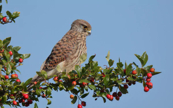 HD PC desktop wallpaper featuring a kestrel perched on a branch with red berries against a clear blue sky.