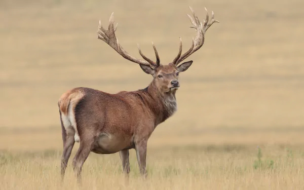 HD desktop wallpaper featuring a majestic stag deer standing in a field with blurred beige background.