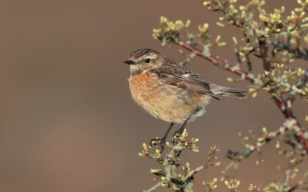 HD desktop wallpaper featuring a detailed stonechat perched on a flowering branch against a soft, blurred background.