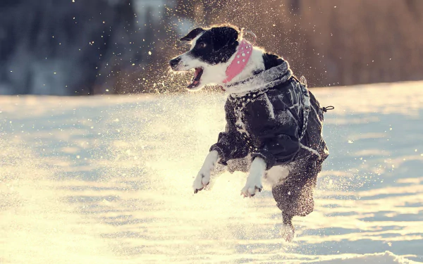 winter jump Animal dog HD Desktop Wallpaper | Background Image