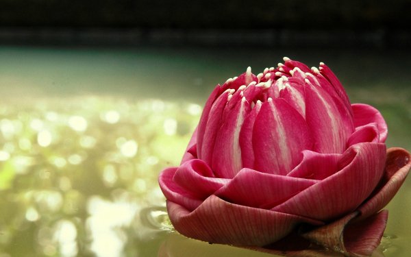 Earth Lotus Flowers Pond Flower Nature Pink Flower HD Wallpaper | Background Image