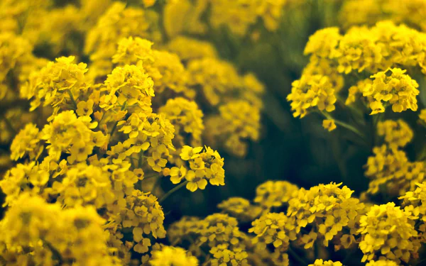 Vibrant yellow flowers blanket a garden, showcasing the beauty of nature. This HD image makes a striking desktop wallpaper or background, bringing warmth and color to any screen.