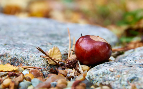 nature chestnut HD Desktop Wallpaper | Background Image