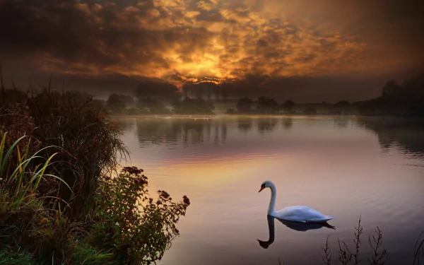 A serene mute swan glides on calm water at sunset, captured in 4K Ultra HD for a stunning PC desktop wallpaper and background.