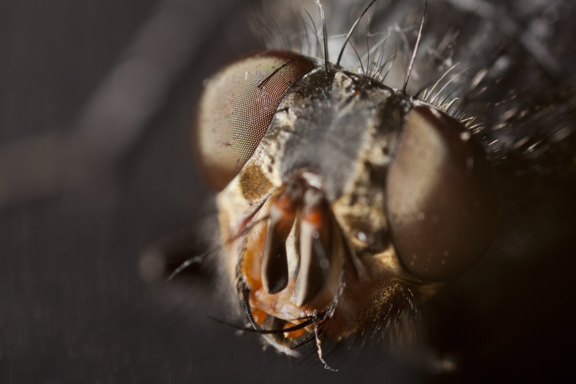 Download Animal Insect 4k Ultra HD Wallpaper