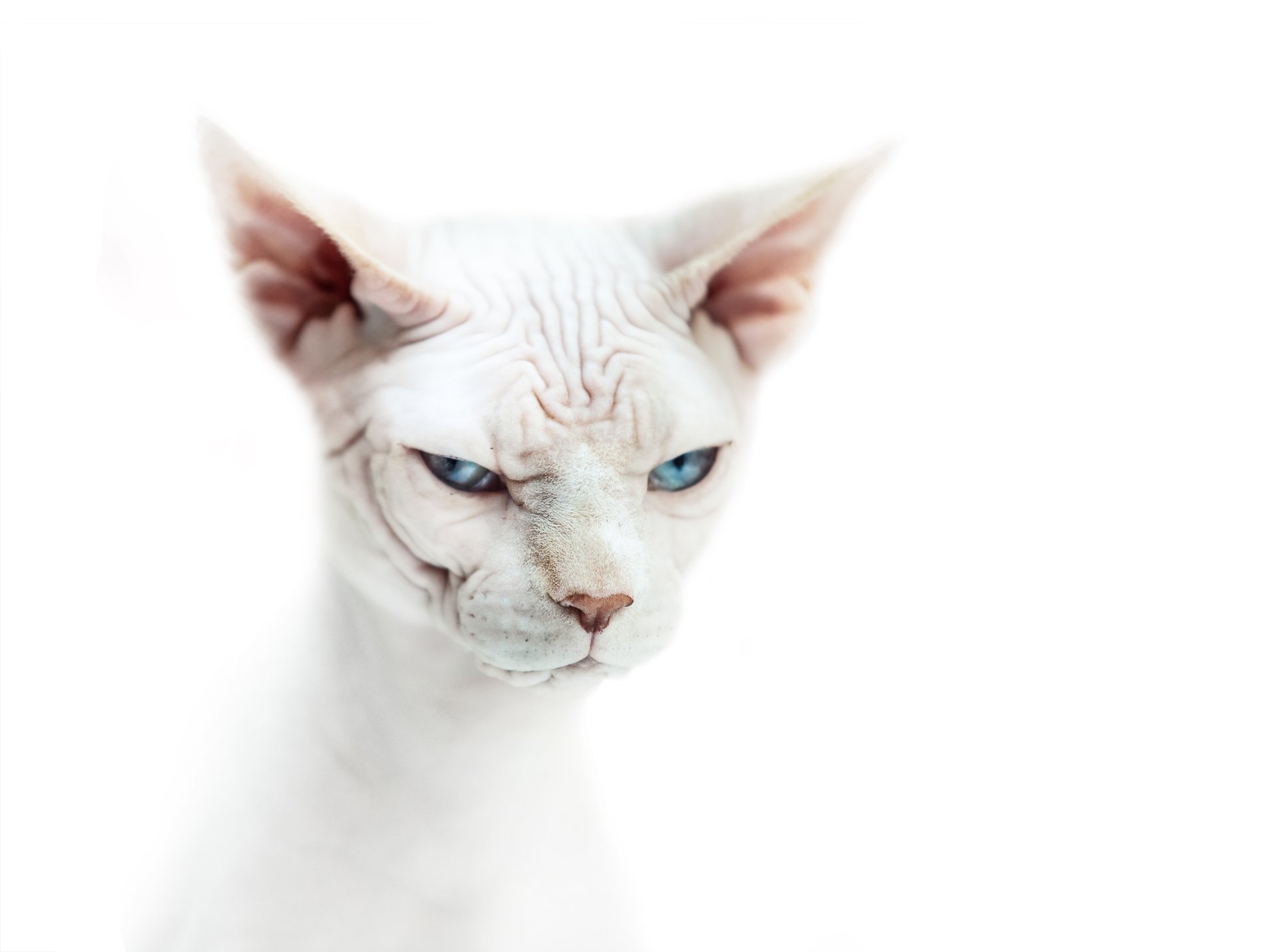 Animal Sphynx Cat HD Wallpaper