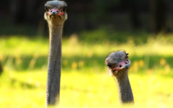 Two ostriches with distinctive long necks and curious expressions stand in a vibrant green field, creating a striking HD desktop wallpaper and background for nature lovers.