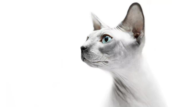 Animal sphynx cat HD Desktop Wallpaper | Background Image
