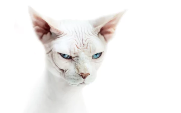 Animal sphynx cat HD Desktop Wallpaper | Background Image