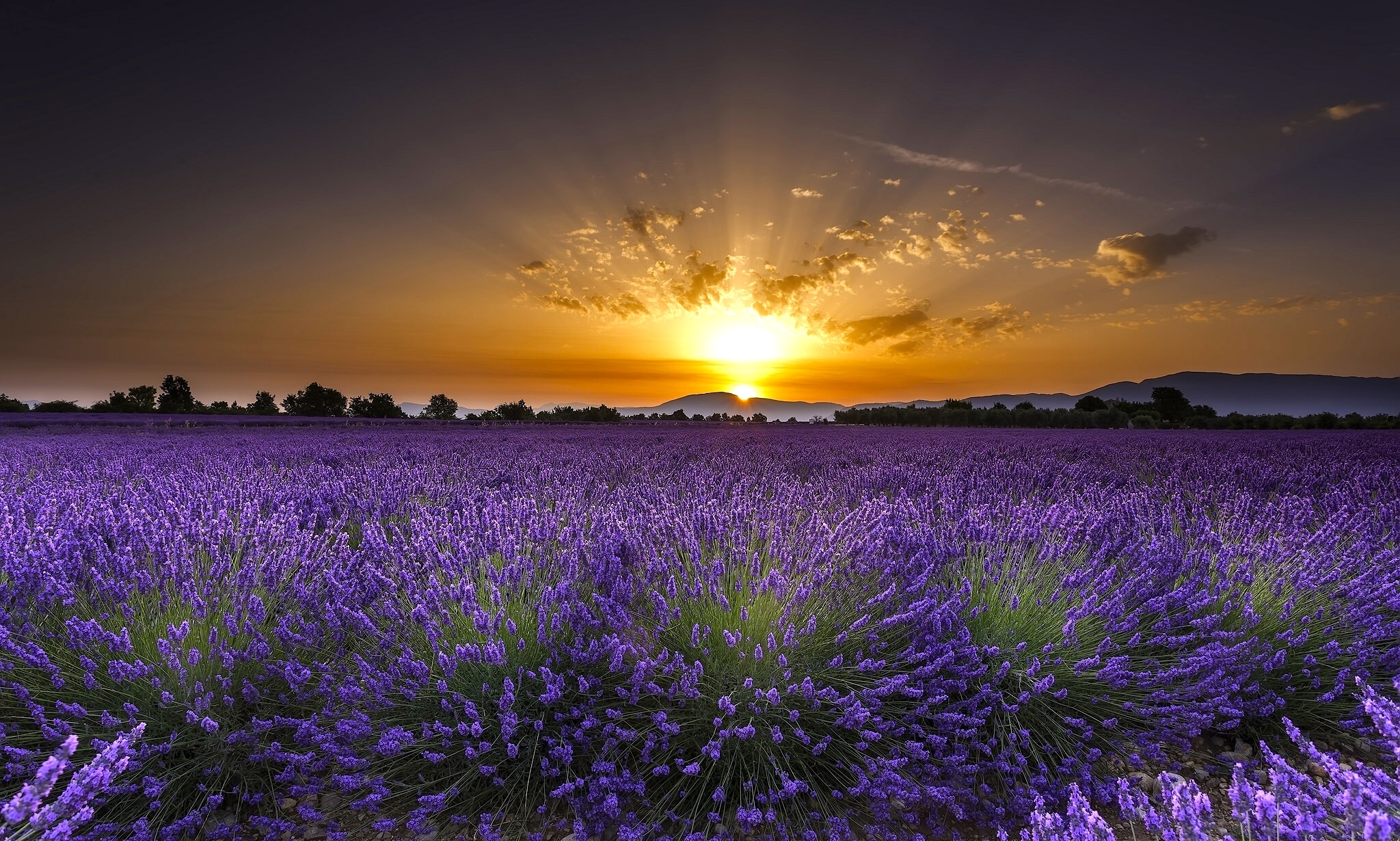 Lavender Full HD Wallpaper and Background  2048x1230  ID 