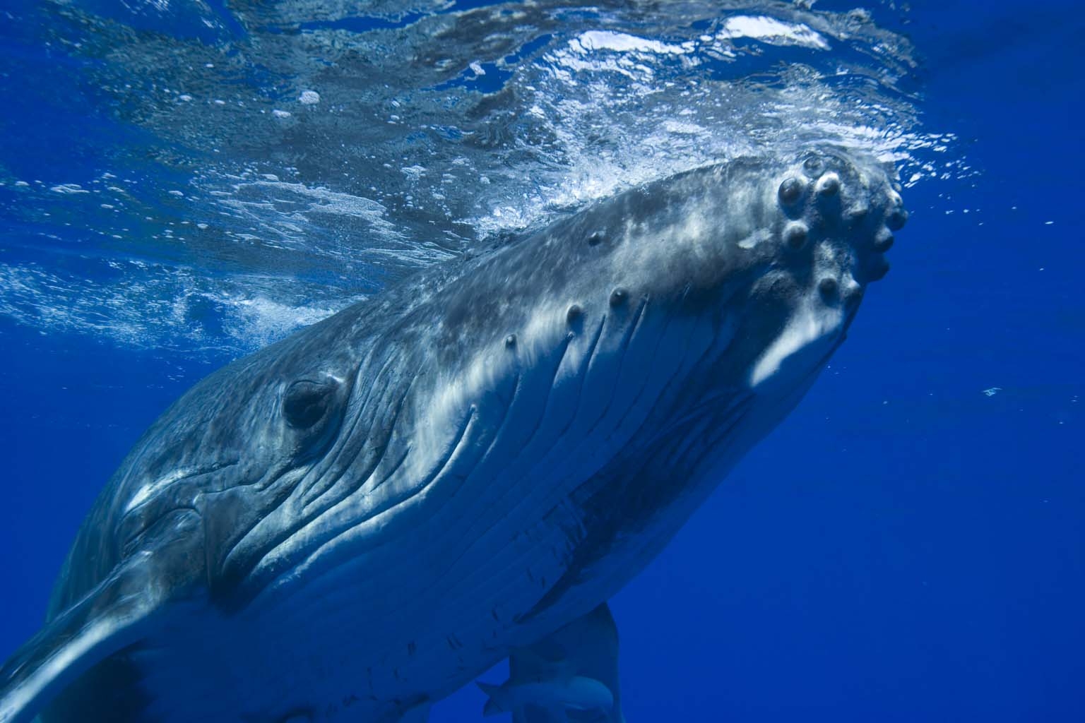 遇见孤岛蓝鲸，魁北克赏鲸全攻略 – 翼旅网ETopTour