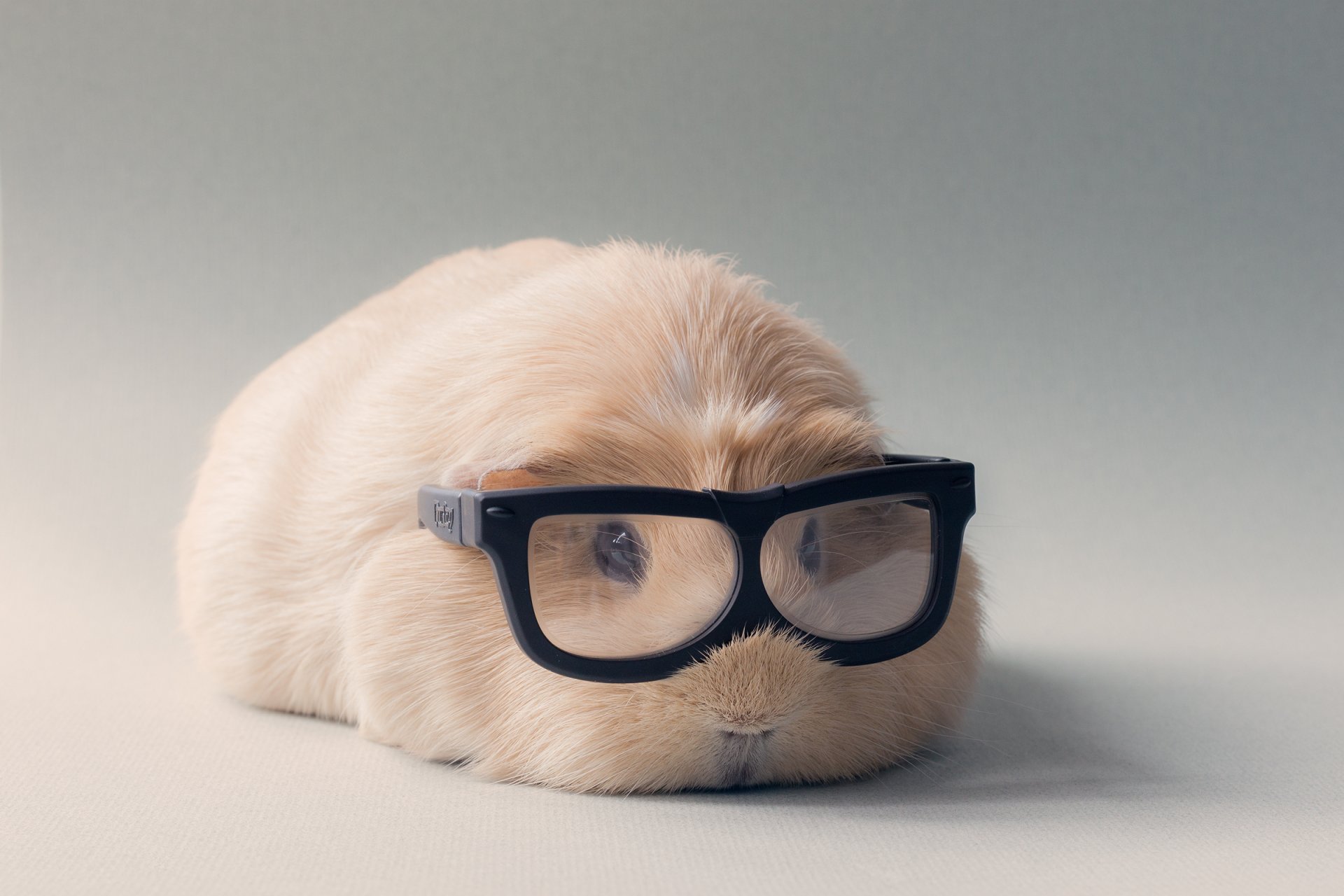 Cute Guinea Pig With Glasses Adorable Hd Wallpaper