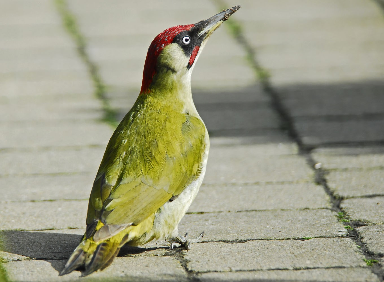 Download Eurasian Green Woodpecker Animal Woodpecker Wallpaper