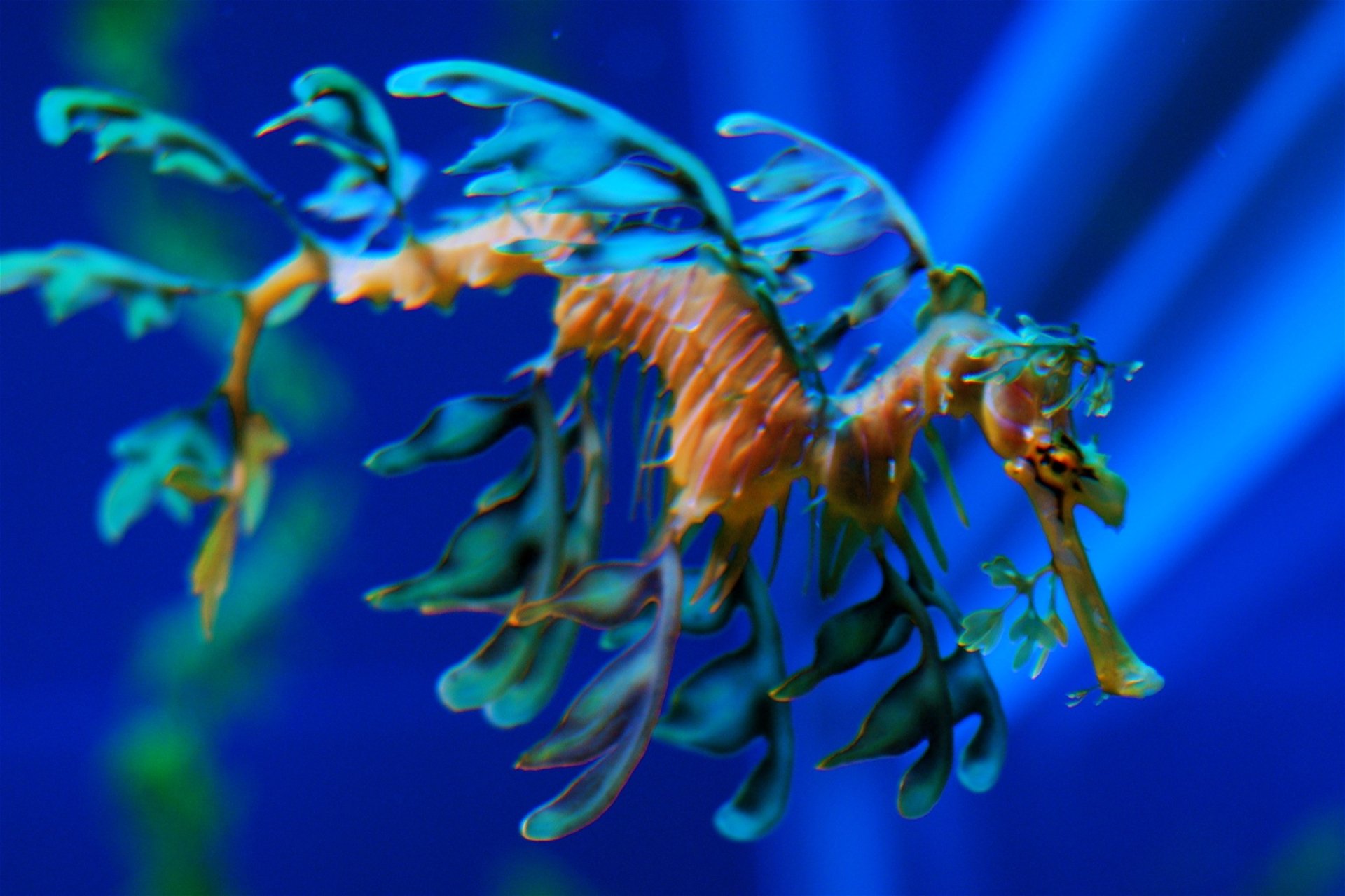 HD PC desktop wallpaper featuring a leafy seadragon seahorse (animal) with green-orange fronds drifting against a deep blue background.