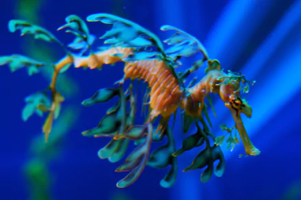 seahorse Animal leafy seadragon HD Desktop Wallpaper | Background Image