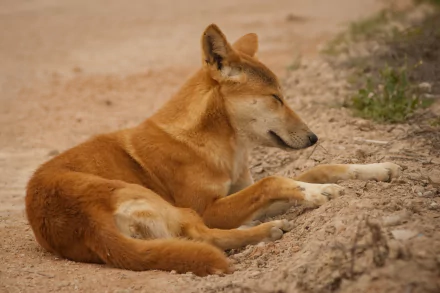  Dingoes are Australia's wild dog.