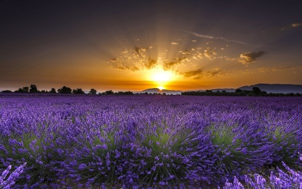 Earth Lavender Flowers Field Dawn Sunrise Flower HD Wallpaper | Background Image