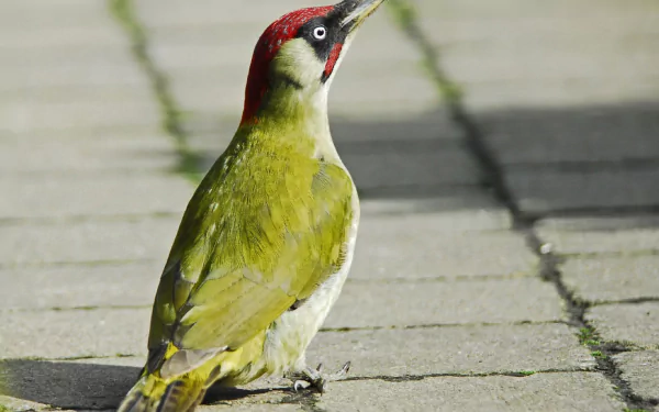 eurasian green woodpecker Animal woodpecker HD Desktop Wallpaper | Background Image