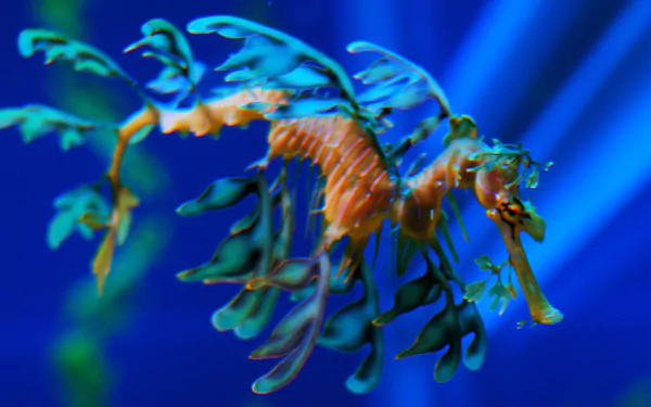 seahorse Animal leafy seadragon HD Desktop Wallpaper | Background Image