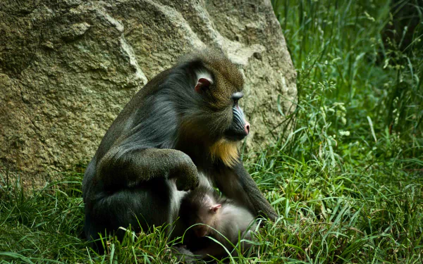 monkey Animal baboon HD Desktop Wallpaper | Background Image