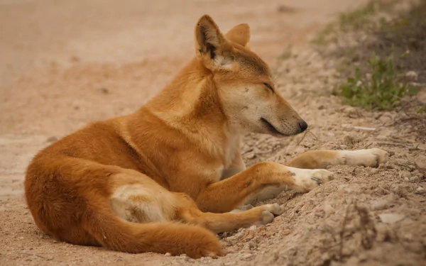 Dingoes are Australia's wild dog.