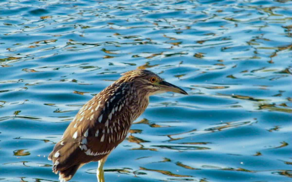 Animal heron HD Desktop Wallpaper | Background Image