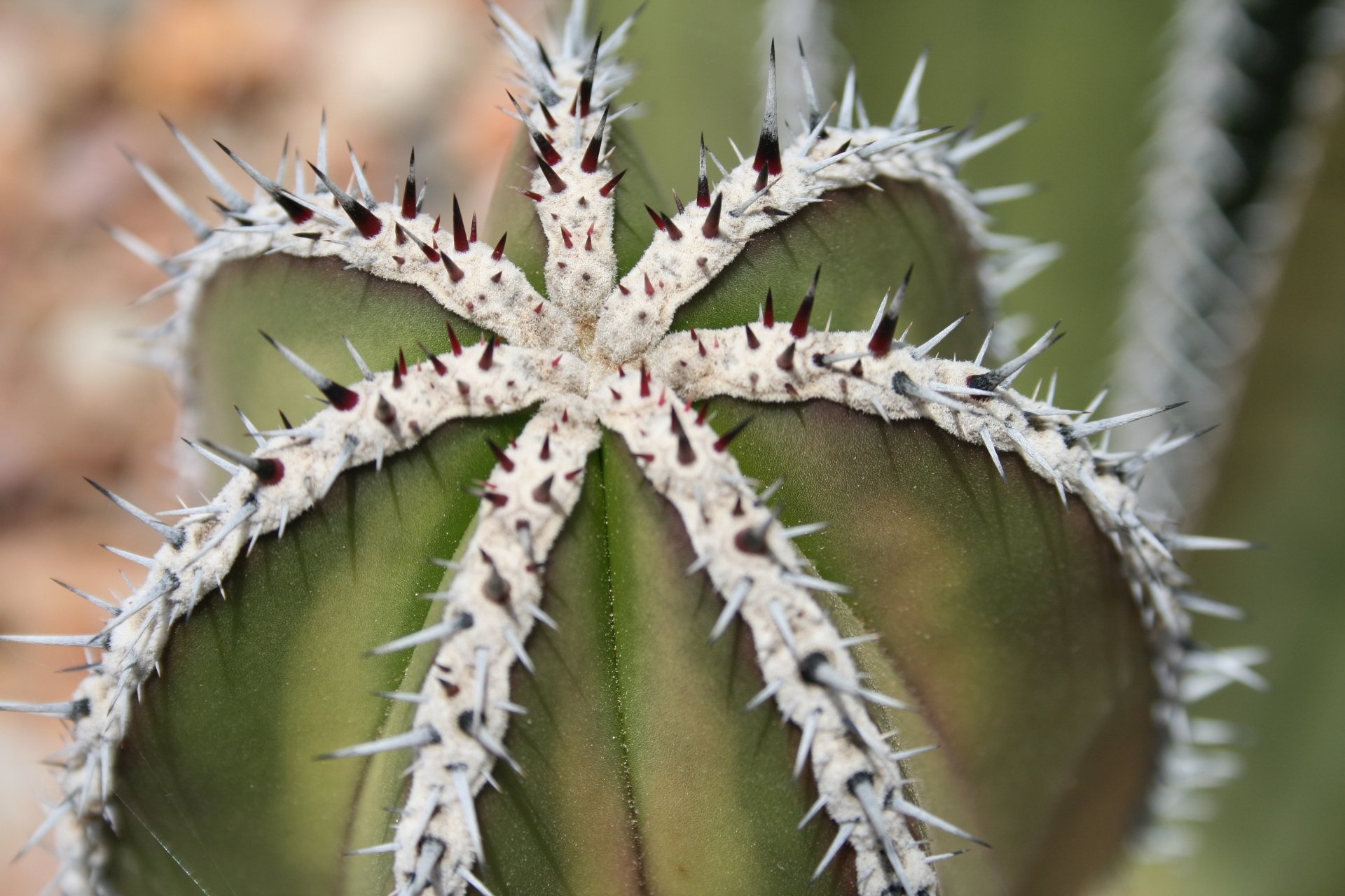 Download Nature Cactus 4k Ultra HD Wallpaper