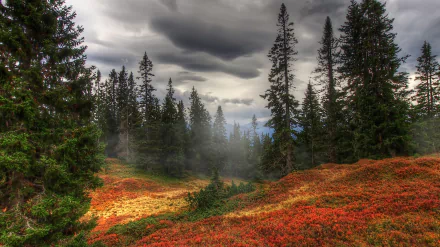 A stunning HD desktop wallpaper of a fall forest scene featuring tall pine trees, vibrant autumn foliage, and moody clouds overhead.