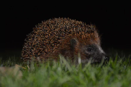 HD PC desktop wallpaper featuring a close-up of a hedgehog on grass against a dark background.