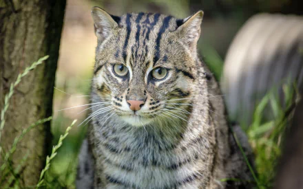 wildcat Animal Fishing Cat HD Desktop Wallpaper | Background Image