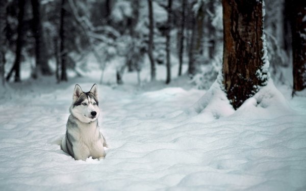 Animal Husky Dogs Dog Snow HD Wallpaper | Background Image