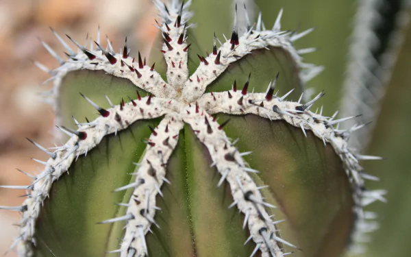 nature cactus HD Desktop Wallpaper | Background Image
