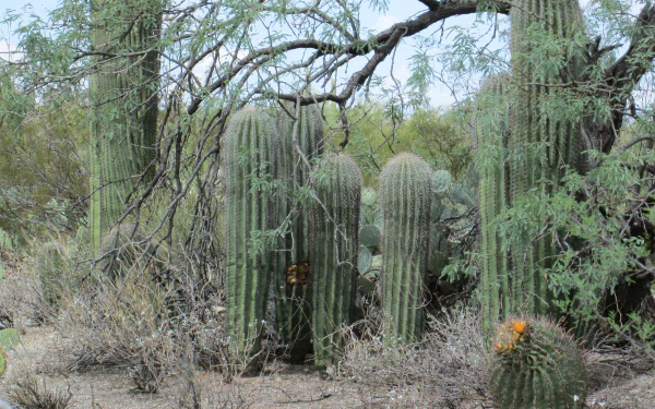 nature cactus HD Desktop Wallpaper | Background Image