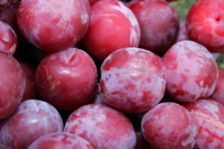 HD PC desktop wallpaper background: close-up of ripe red plums (food) with natural bloom and water droplets.