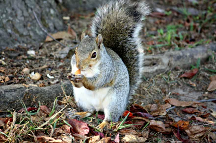 nature park fall gray squirrel Animal squirrel HD Desktop Wallpaper | Background Image