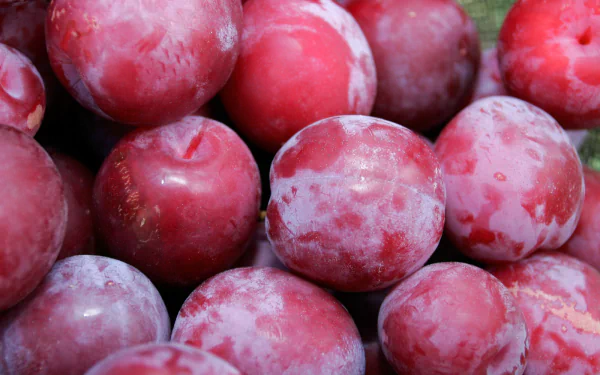 HD PC desktop wallpaper background: close-up of ripe red plums (food) with natural bloom and water droplets.