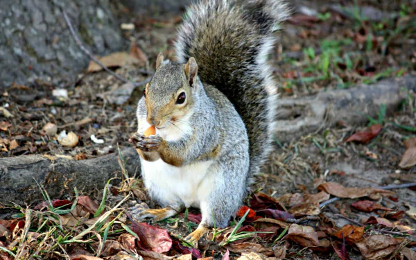 nature park fall gray squirrel Animal squirrel HD Desktop Wallpaper | Background Image