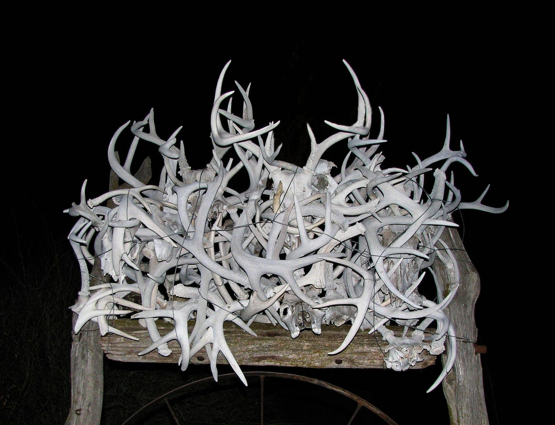 Download Photography Antler HD Wallpaper