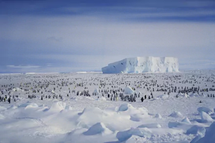 iceberg snow Antarctica Animal penguin HD Desktop Wallpaper | Background Image