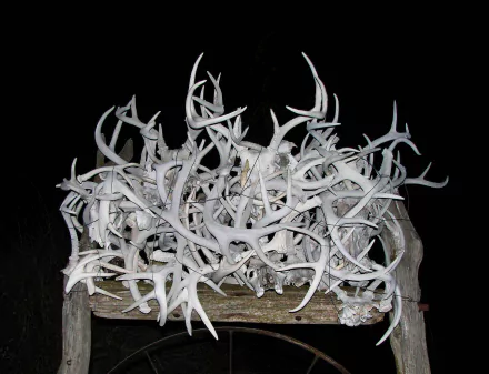 photography antler HD Desktop Wallpaper | Background Image