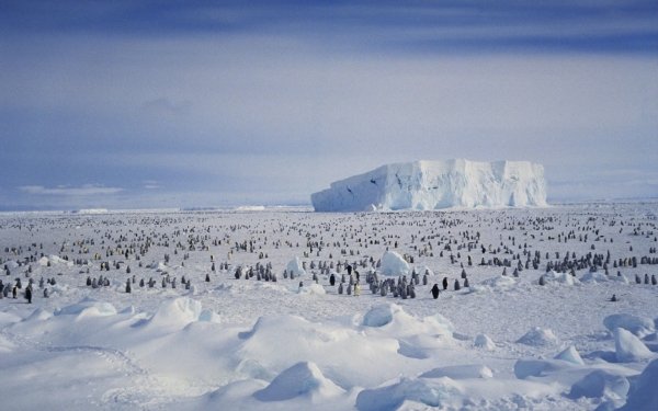 Animal Penguin Birds Penguins Antarctica Snow Iceberg HD Wallpaper | Background Image