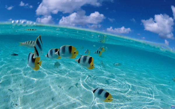 Animal butterflyfish HD Desktop Wallpaper | Background Image