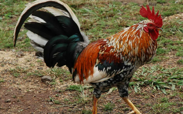Animal rooster HD Desktop Wallpaper | Background Image