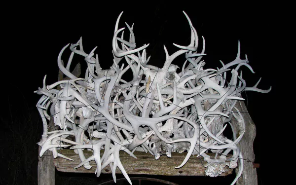 photography antler HD Desktop Wallpaper | Background Image